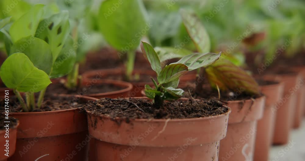 Small pots with newly transplanted shoots in them stand in even rows Small pots with newly transplanted shoots in them stand in even rows
