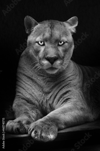 Dangerous and enchanting look of green eyes of a cougar noir black and white full face lying, background
