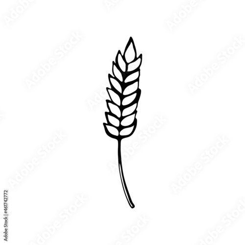 Doodle image of an ear of wheat. Hand drawn element for web design, stationery, poster, flyer, logo