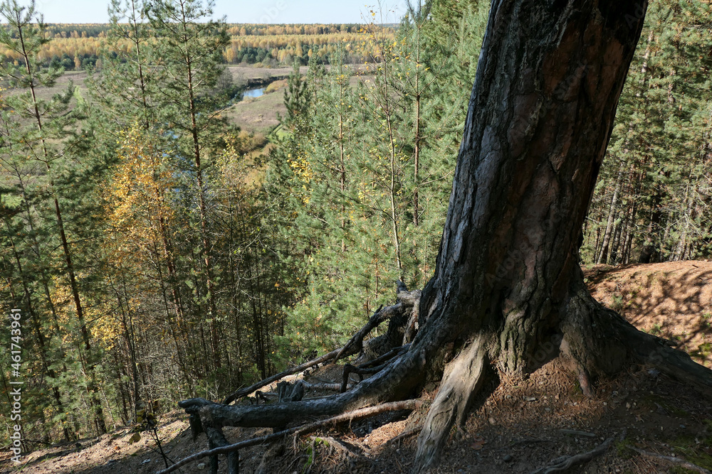 Forest in the hills, ravines