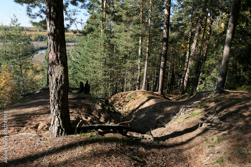 Forest in the hills, ravines