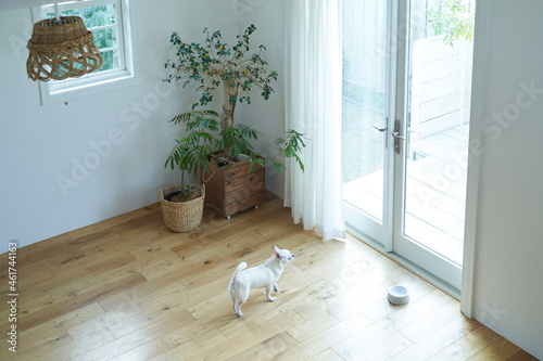 ナチュラルな部屋の白い犬チワワ © TOYPOY