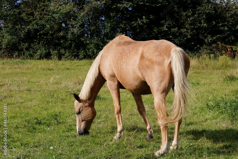 Obraz premium Cheval