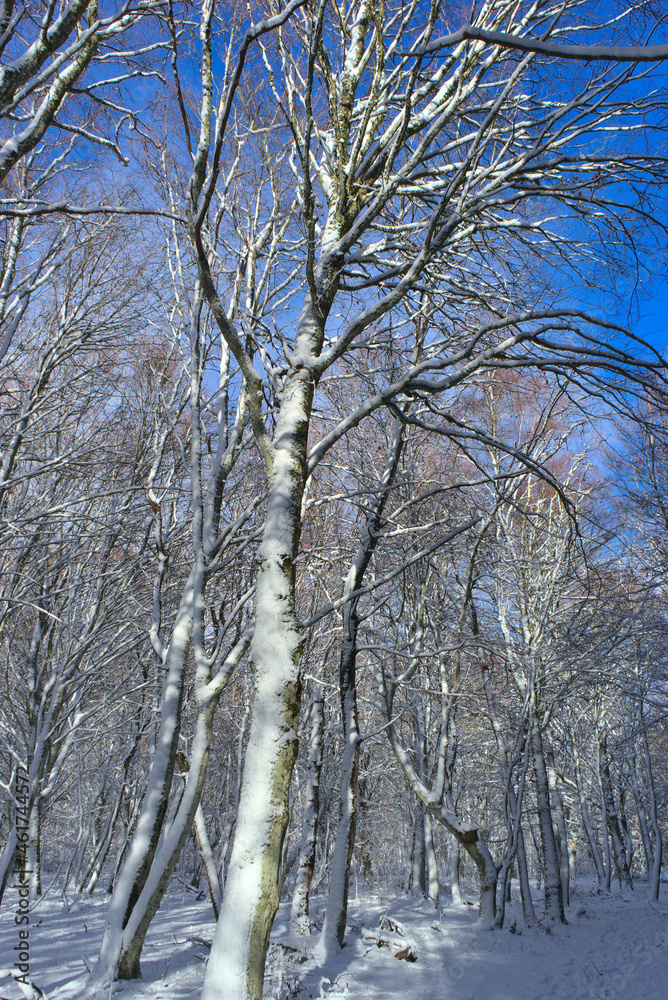 forest, snowy winter landscape in Auvergne, Puy-de-Dome forest, snowy winter landscape in Auvergne, Puy-de-Dome