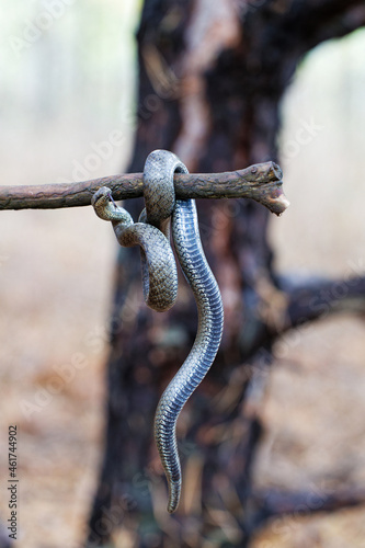 Smooth Snake - Coronella Austriaca species of non-venomous snake in the family Colubridae. Shallow focus.