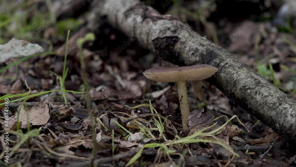 Fungi Mushroom on Woodland Floor Fungi Mushroom on Woodland Floor