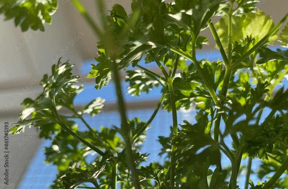 parsley parsley