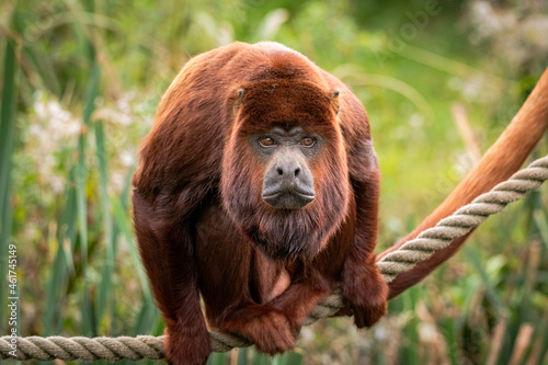 Red Howler Monkey  photo