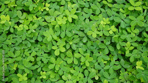 Green leaves background. Nature wallpaper.
