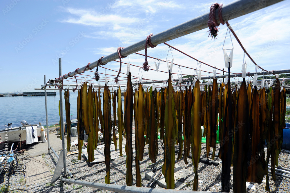 Fototapeta premium 干された海藻