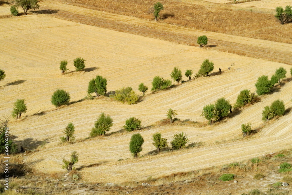 Paysage agricole. Champs et arbres vis du ciel. Andalousie. Espagne.