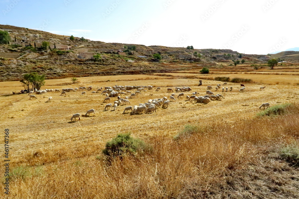 Fototapeta premium Troupeau de moutons dans la campagne andalouse. Espagne. 