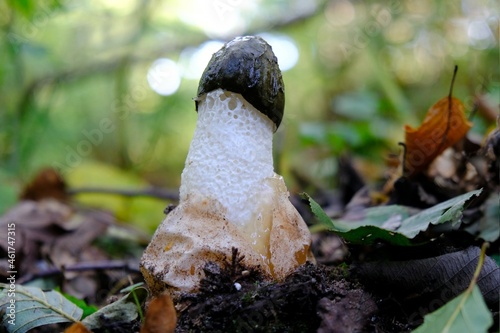 Young Phallus impudicus, known colloquially as the common stinkhorn, here with different insects, which were attracted by the smell of the mushroom photo