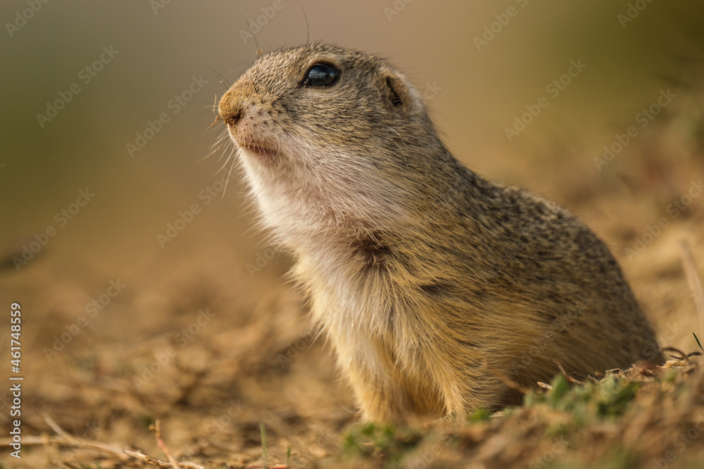 European ground squirrel - Spermophilus citellus European ground squirrel - Spermophilus citellus