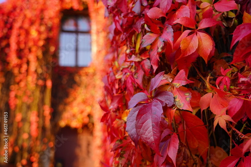 Beautiful, colorful vines, growing on tenement houses.Virginia Creeper, Parthenocissus quinquefolia - wild grape. photo