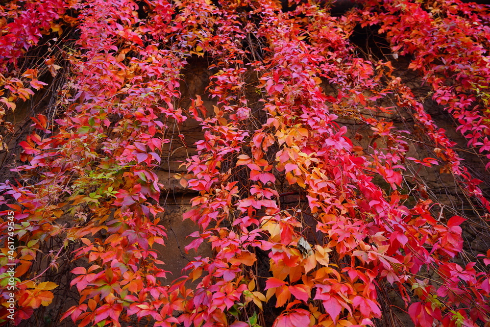 Beautiful, colorful vines, growing on tenement houses.Virginia Creeper, Parthenocissus quinquefolia - wild grape. Beautiful, colorful vines, growing on tenement houses.Virginia Creeper, Parthenocissus quinquefolia - wild grape.