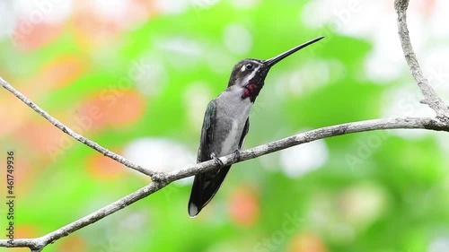 Male Long-billed Starthroat hummingbird, Heliomaster longirostris, with his ruby gorget perching on a branch in a tropical garden with birds chirping in the background. photo