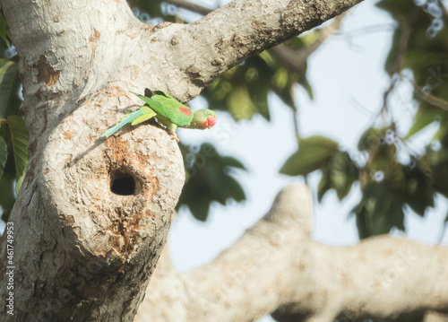 Alexandrine Parakeet