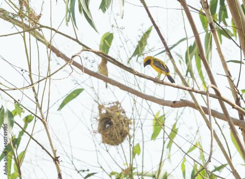 Asian golden weaver