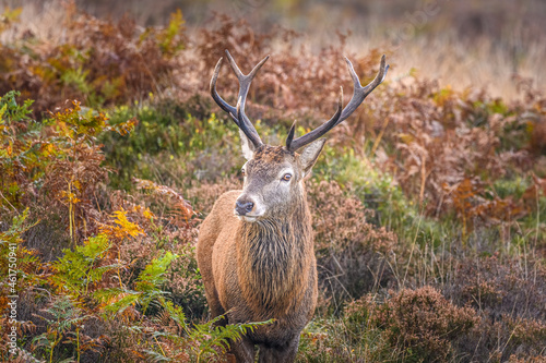 Canvas Print Red Stag roaming the moors