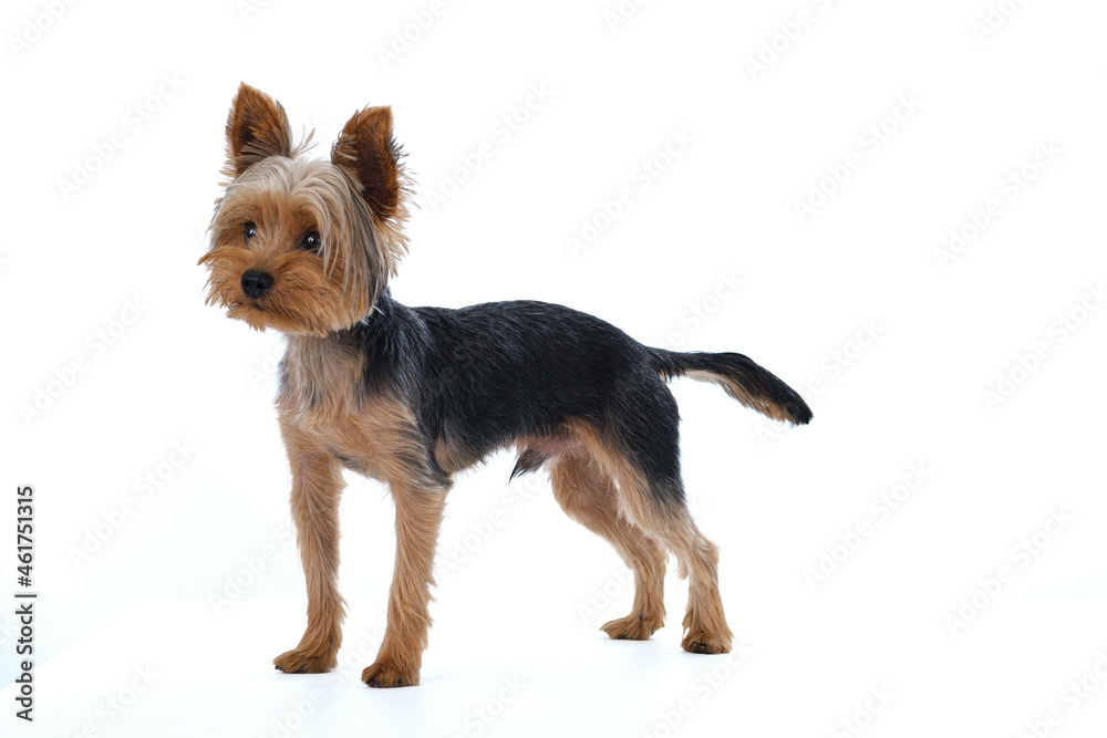 yorkshire terrier on white background short hair yorkshire terrier on white background short hair