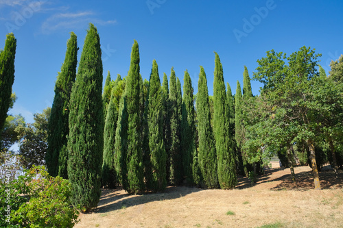 Cupressus sempervirens, the Mediterranean cypress in the park. South Italy. photo