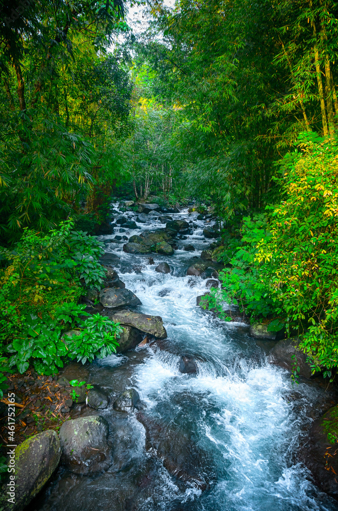 Obraz premium river in the jungle
