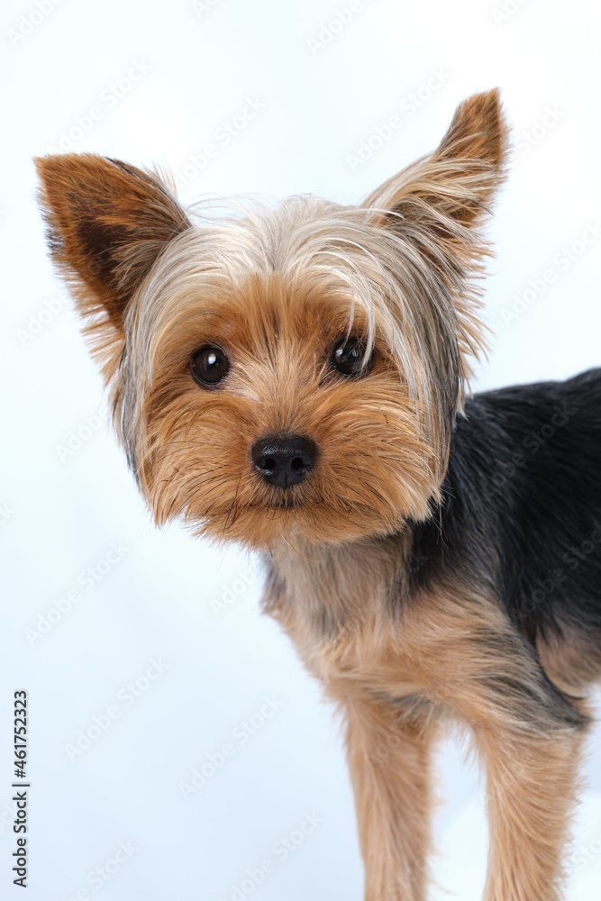 yorkshire terrier on white background short hair yorkshire terrier on white background short hair