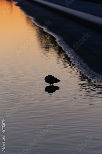 Little bird relaxing in the early morning waters during sunrise. 