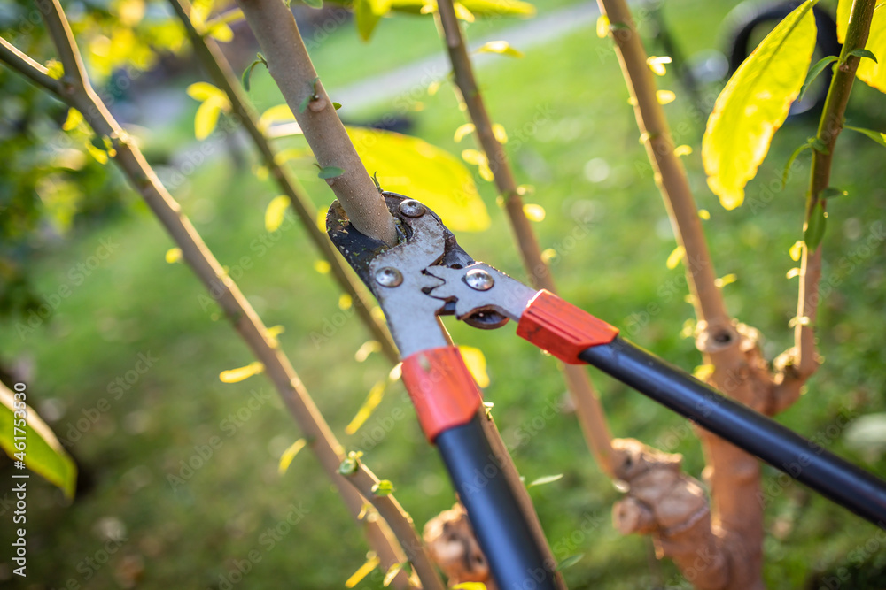 Ast abschneiden mit Astschere im Garten Ast abschneiden mit Astschere im Garten