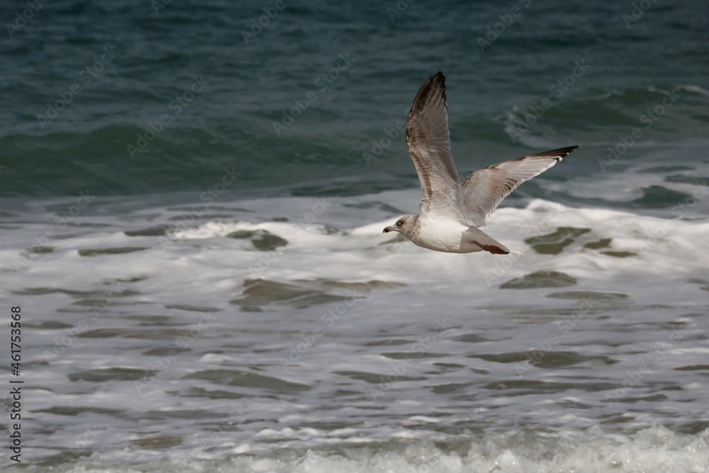 Mouette Mouette