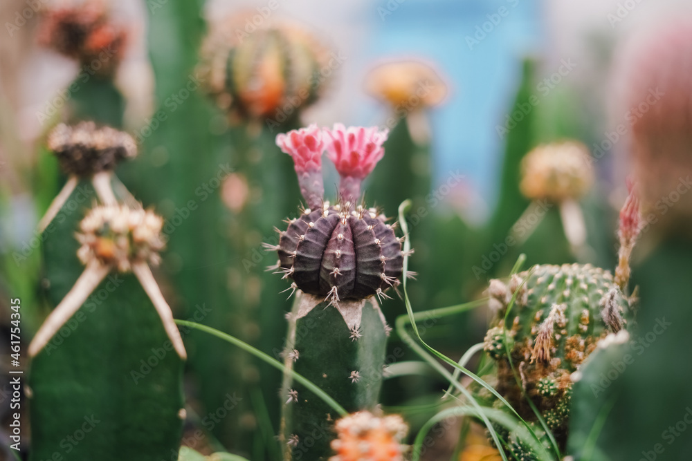 Cactus Plants to Grow at Farm Cactus Plants to Grow at Farm