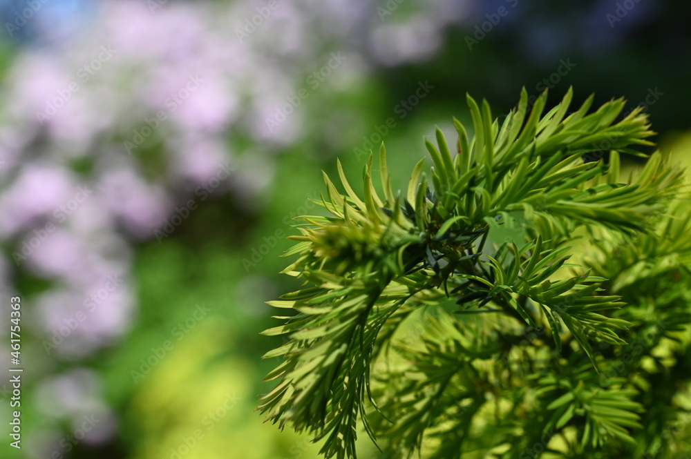 Natura Natura