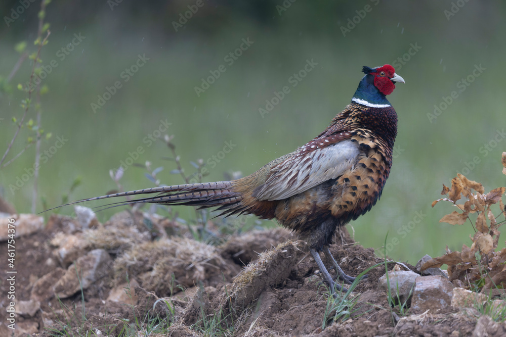 Common pheasant Phasianus colchicus in close view