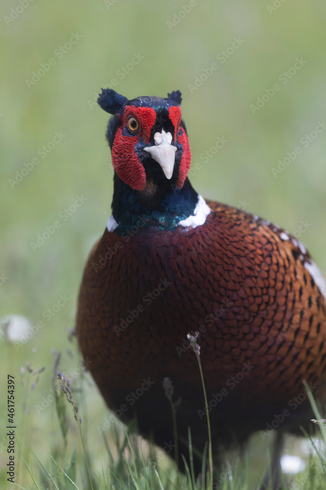 Fototapeta premium Common pheasant Phasianus colchicus in close view