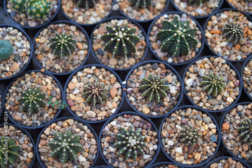Cactus Plants to Grow at farm