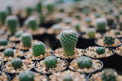 Cactus Plants to Grow at farm