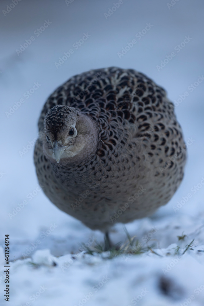 Common pheasant Phasianus colchicus in close view Common pheasant Phasianus colchicus in close view