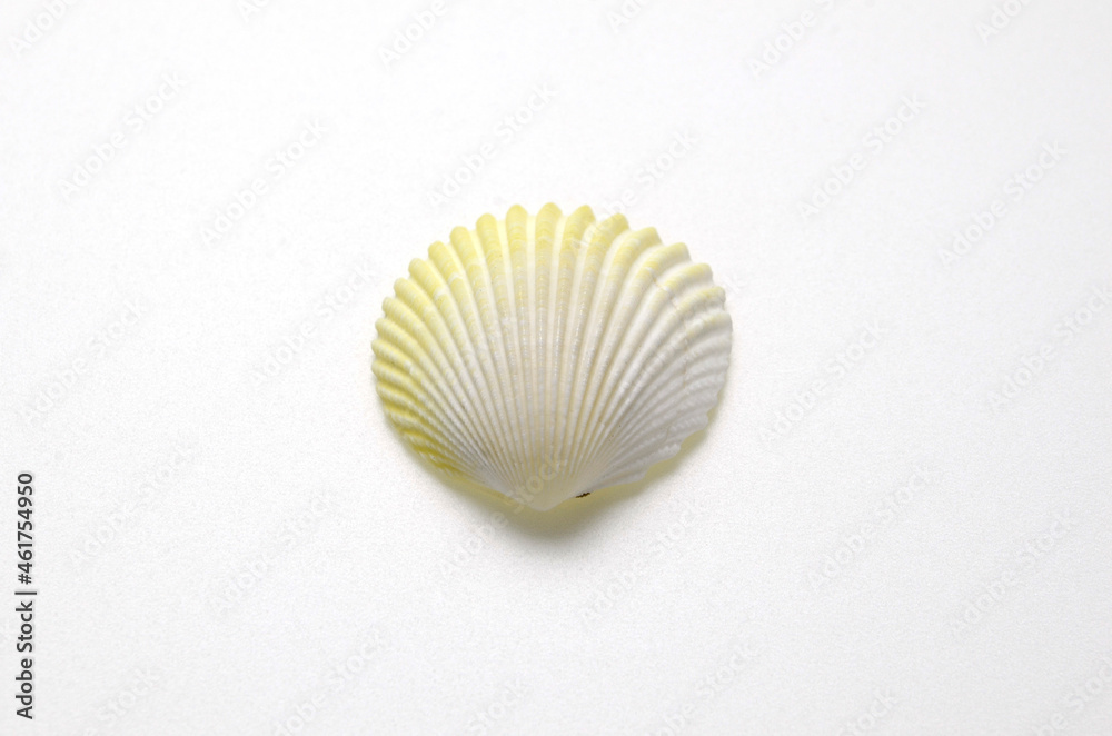 貝がら 貝がら