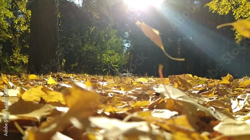 Sunbeams in the autumn birch forest and leaf fall. Slow motion. photo
