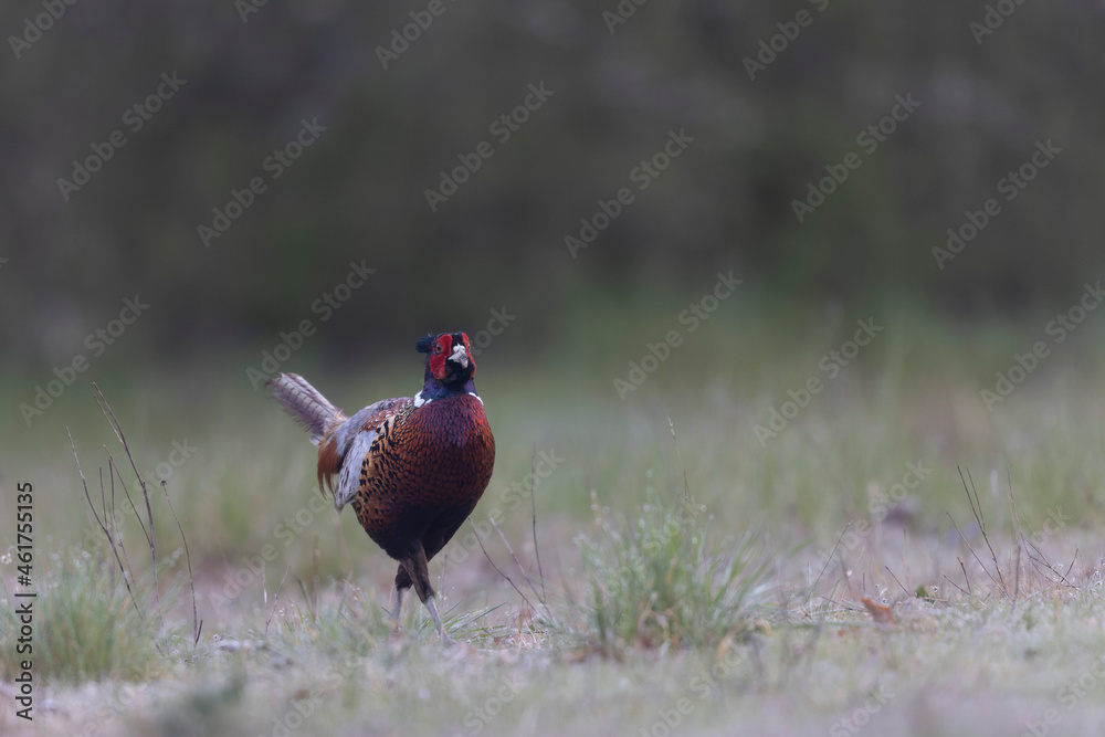 Fototapeta premium Common pheasant Phasianus colchicus in close view