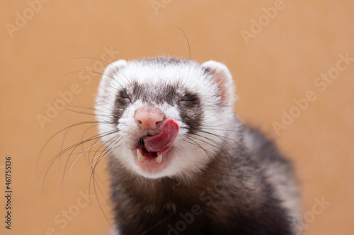 Portrait of cute funny ferret