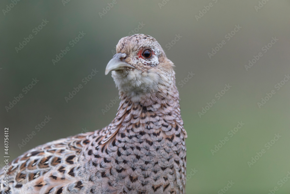 Common pheasant Phasianus colchicus in close view Common pheasant Phasianus colchicus in close view