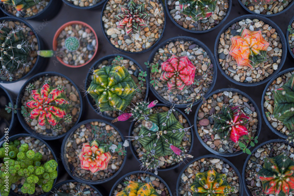 Fototapeta premium Cactus Plants to Grow at farm