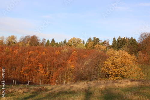 Landschaft mit bunten Bäumen und Wiese mit Weidezaun im Herbst