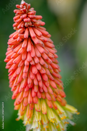 Red hot poker flower, Kniphofia