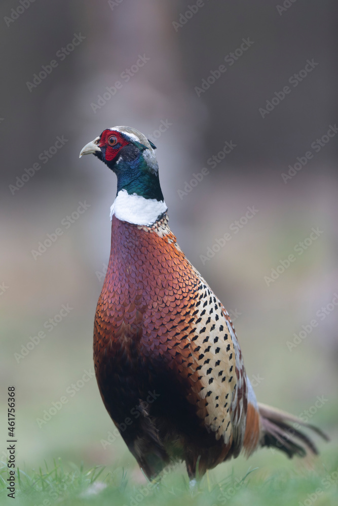 Fototapeta premium Common pheasant Phasianus colchicus in close view