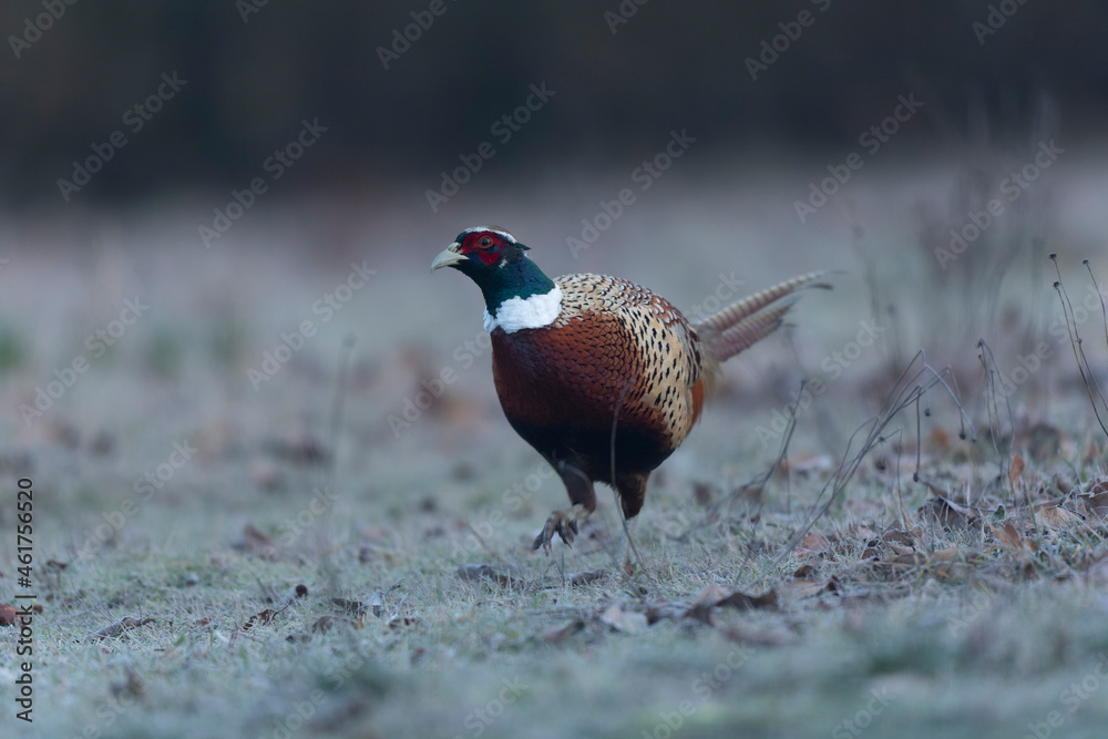 Fototapeta premium Common pheasant Phasianus colchicus in close view