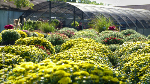 Chrysanthemums at a Outdoor Garden Center | Yellow Mums in Sunlight
