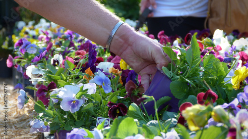 Person Lifting up Pansies at a Garden Center | Selecting a Flower | Buying Flowers